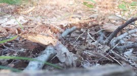 Timelapse footage shows snake eating a toad