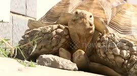 Grandmother walks her giant tortoise