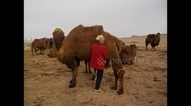Mongolia. Gobi desert tour. Day 5 (3) Milking camels. Ordeñando camella. 2015