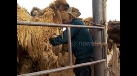 Mongolia. Gobi desert tour. Day 5 (6) Cutting hair of a camel hairdresser. 2015