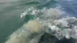 Kissing a grey whale in Guerrero Negro, Baja California Sur, Mexico