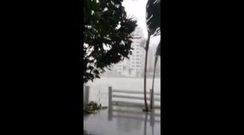 Dolphin during Hurricane Irma