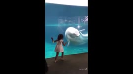 Funny beluga whale scares girl