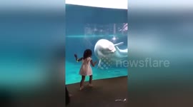 Funny moment beluga whale scares girl