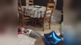Little girl has hilarious meltdown after baby gender reveal