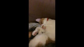 Have you ever heard a cat snore?