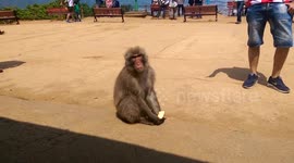 Kyoto monkey park macaque eating an apple Japan
