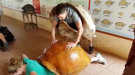 Human couple demonstrate difficulty giant tortoises have in mating