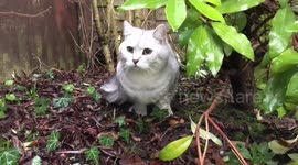 Cat brothers hate the rain!
