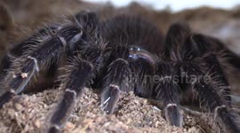 Salmon Pink Bird Eater Tarantula up close
