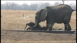 Female elephant rescues a baby stuck in irrigation channel in Zimbabwe national park