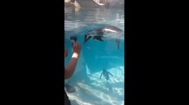 Penguin plays chase with children at zoo