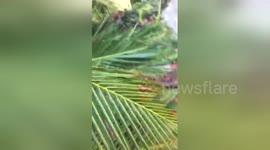 Newsflare Edit - Aftermath of Hurricane Irma - Turks and Caicos