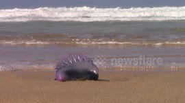Dangerous Men O'War swept ashore by gales