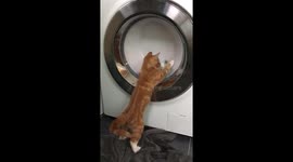 Cute! Kitten tries to catch the laundry