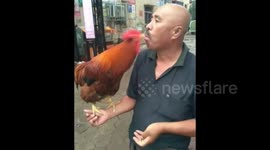 Chinese man feeds pet rooster by mouth