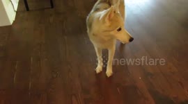 Husky wolf who is from an animal shelter is still getting used to being around people.