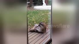 Newsflare Edit - Raccoon grooms itself on our patio