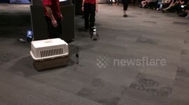 Penguin reluctantly walking back to its carrier