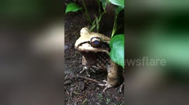 Newsflare Edit - Chilling Jungle Frog