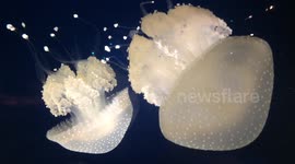 Australian Spotted Jellyfish