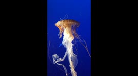 Japanese Sea Nettle