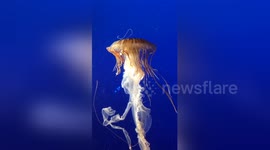Newsflare Edit - Japanese Sea Nettle
