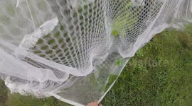 Rolling Bird Nets