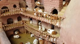Guinea pig village farm in Peru