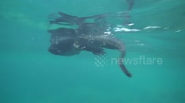 Swimming with an Iguana Galapagos