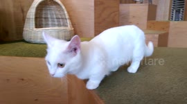 Poking a white midget kitty cat in harajuku cat caffe Tokyo Japan short legged crazy eyes