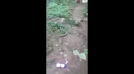 Hungry cobra made to spit out plastic bottle it had swallowed