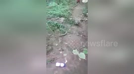 Newsflare Edit - Hungry cobra made to spit out plastic bottle it had swallowed