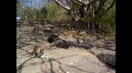 Sri Lanka. Dambulla caves. White face monkeys. 2015