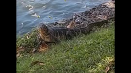 Sri Lanka. Kandy. Lake, big lizard and dog. Lago. Lagarto gigante y perro. 2015 (1)
