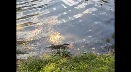 Sri Lanka. Kandy. Big lizard in the lake. Lago. Lagarto gigante. 2015 (2)