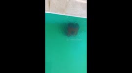 Robot cleans swimmingpool, realy satisfying