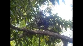 Sri Lanka. Sigiriya. 2015 (4) Black face monkeys eating
