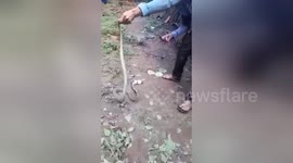 Hungry cobra spits out plastic bottle it had swallowed