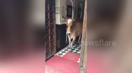 Cow coming out of a hotel