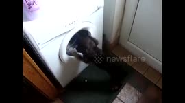 Puppy Loves Playing With The Washing Machine