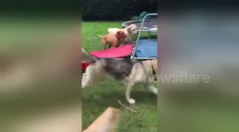 Group of Dogs just having Fun