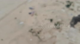 Portuguese Men of war jelly fish