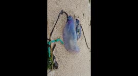 Deadly jelly fish washed up to sea!!