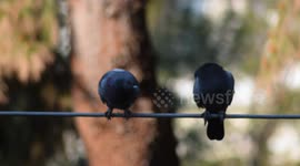 Bird keeping the balance in a n electronic wire