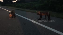 Up close to PEI foxes