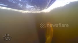 Playful Dolphin Happy to See Me After Hurricane Irma