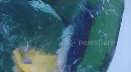 Funny Shark Attacks Bag