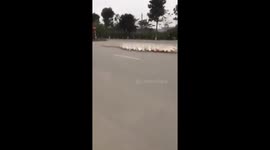 How a flock of ducks crossing the street