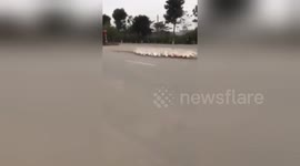 Newsflare Edit - How a flock of ducks crossing the street